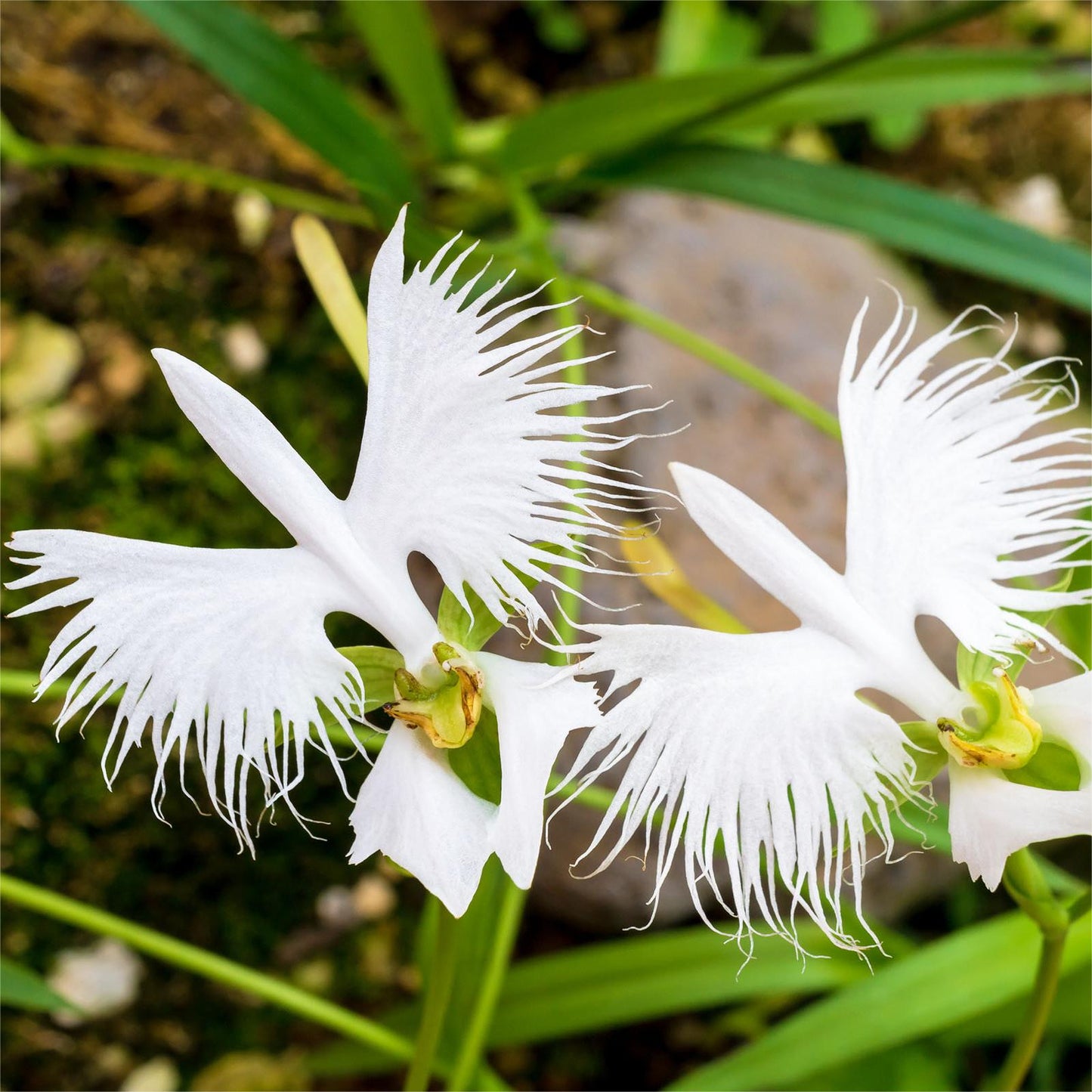 Habenaria strahlte aus