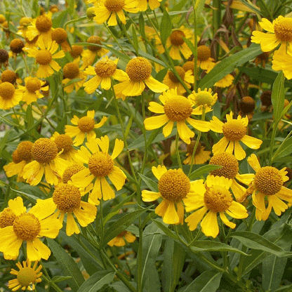 Gelbe Helenium-Sneezeweed-Blumensamen