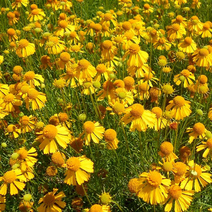 Gelbe Helenium-Sneezeweed-Blumensamen