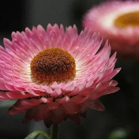 Gemischte Helichrysum-Samen - Dürretolerante einjährige Pflanze