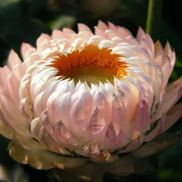 Mix aus Helichrysum-Samen - Dürretolerante einjährige Pflanze