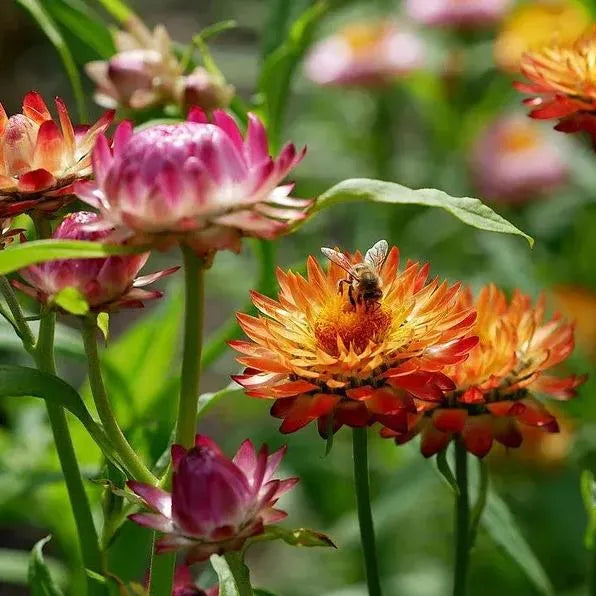 Mix aus Helichrysum-Samen - Dürretolerante einjährige Pflanze