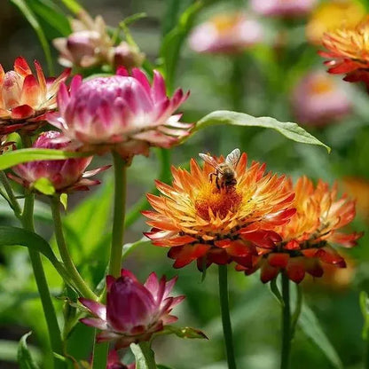 Mix aus Helichrysum-Samen - Dürretolerante einjährige Pflanze