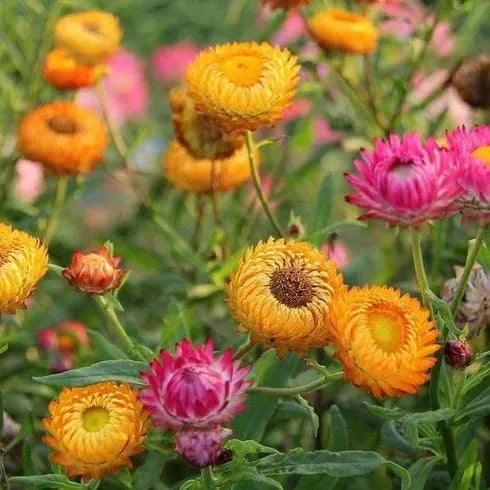 Gemischte Helichrysum-Samen - Dürretolerante einjährige Pflanze