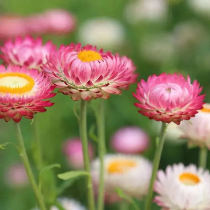 Mix aus Helichrysum-Samen - Dürretolerante einjährige Pflanze