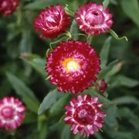 Mix aus Helichrysum-Samen - Dürretolerante einjährige Pflanze