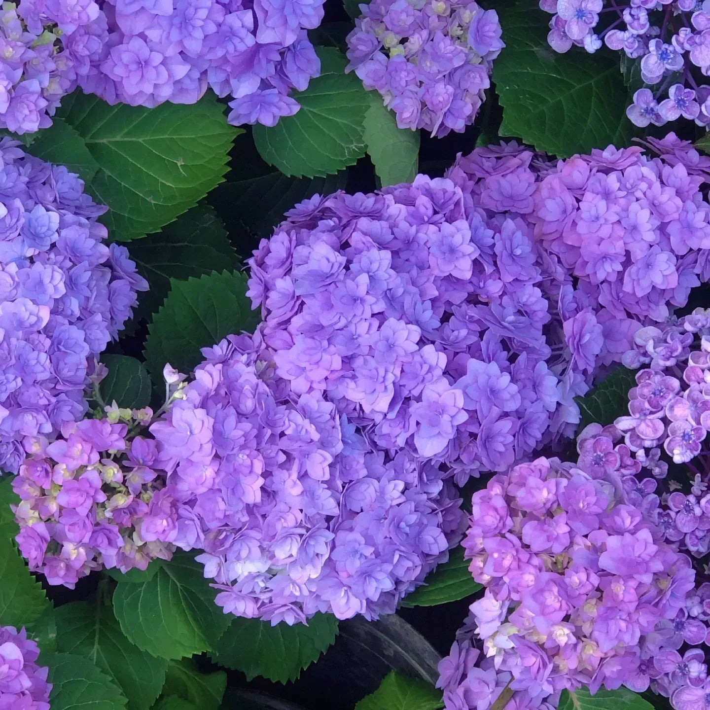 🔥Heißer Verkauf🔥 Hortensiensamen-Bonsai-Blumensamen 20/50/100 Stück 💐