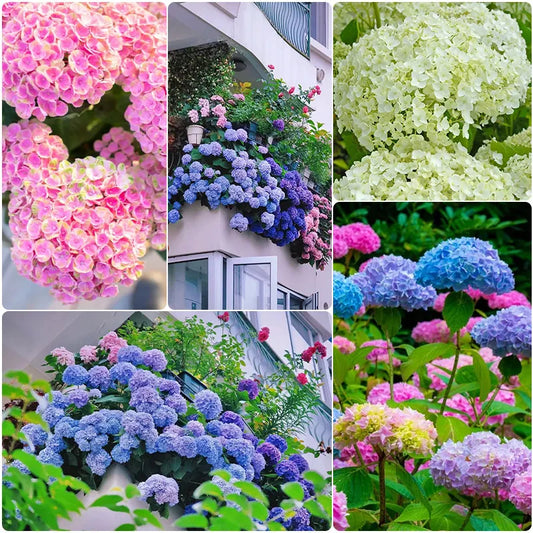 🔥Heißer Verkauf🔥 Hortensiensamen-Bonsai-Blumensamen 20/50/100 Stück 💐