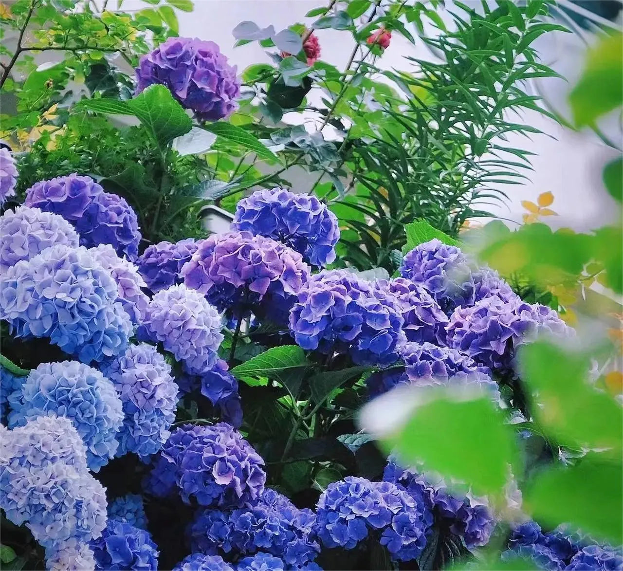 🔥Heißer Verkauf🔥 Hortensiensamen-Bonsai-Blumensamen 20/50/100 Stück 💐