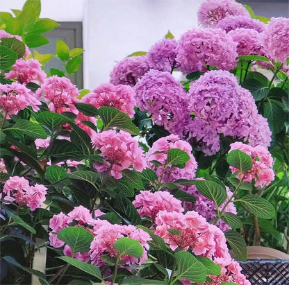 🔥Heißer Verkauf🔥 Hortensiensamen-Bonsai-Blumensamen 20/50/100 Stück 💐