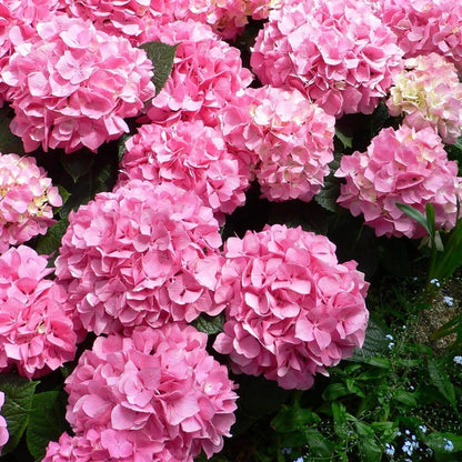 🔥Heißer Verkauf🔥 Hortensiensamen-Bonsai-Blumensamen 20/50/100 Stück 💐