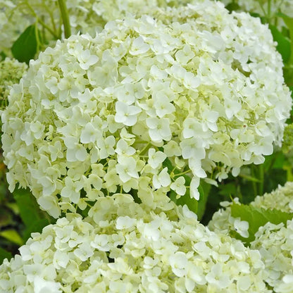 🔥Heißer Verkauf🔥 Hortensiensamen-Bonsai-Blumensamen 20/50/100 Stück 💐