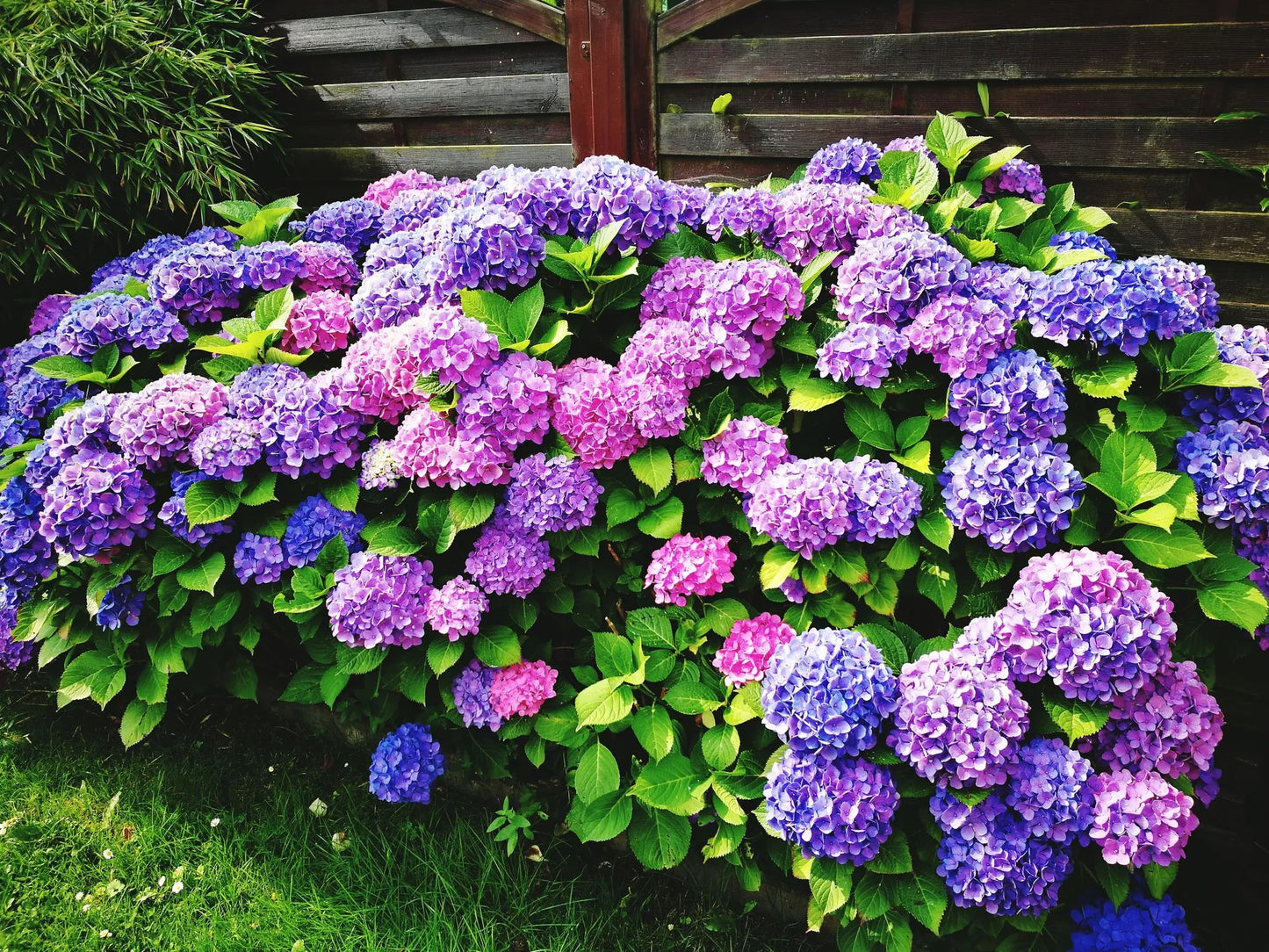 🔥Heißer Verkauf🔥 Hortensiensamen-Bonsai-Blumensamen 20/50/100 Stück 💐