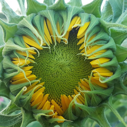 Grüne Sonnenblumen, Sonnenblumensamen