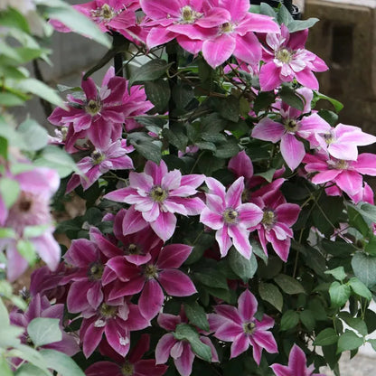 47 % RABATT🎉KLETTER-CLEMATIS-BLUME IN VERSCHIEDENEN FARBEN