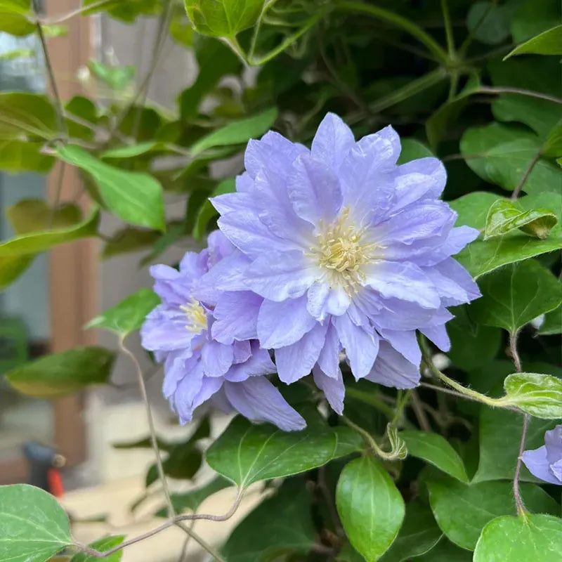 47 % RABATT🎉KLETTER-CLEMATIS-BLUME IN VERSCHIEDENEN FARBEN