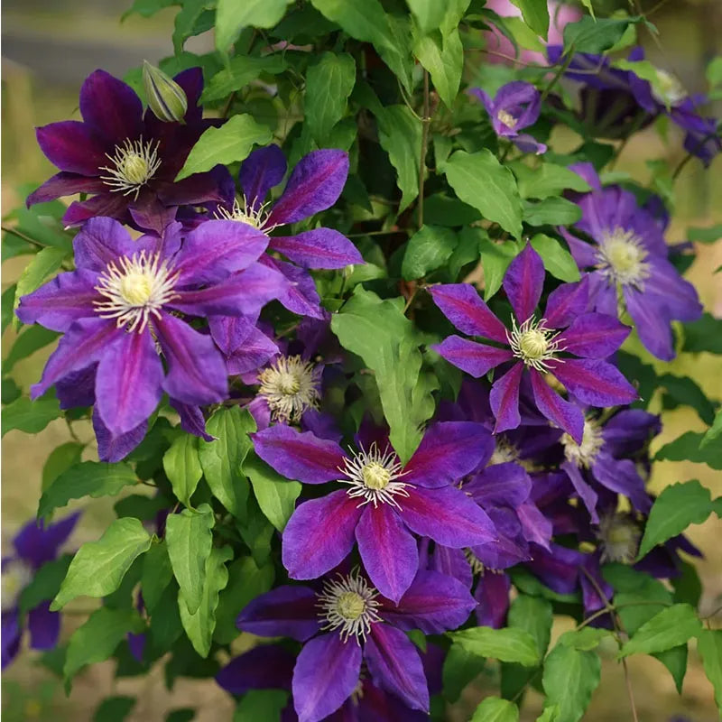 47 % RABATT🎉KLETTER-CLEMATIS-BLUME IN VERSCHIEDENEN FARBEN