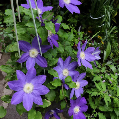 47 % RABATT🎉KLETTER-CLEMATIS-BLUME IN VERSCHIEDENEN FARBEN