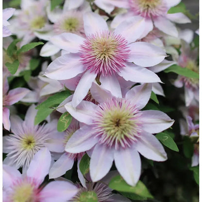 47 % RABATT🎉KLETTER-CLEMATIS-BLUME IN VERSCHIEDENEN FARBEN