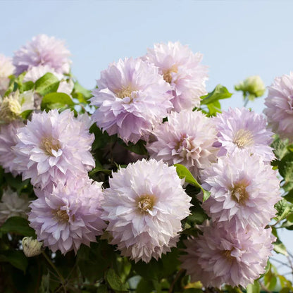 47 % RABATT🎉KLETTER-CLEMATIS-BLUME IN VERSCHIEDENEN FARBEN