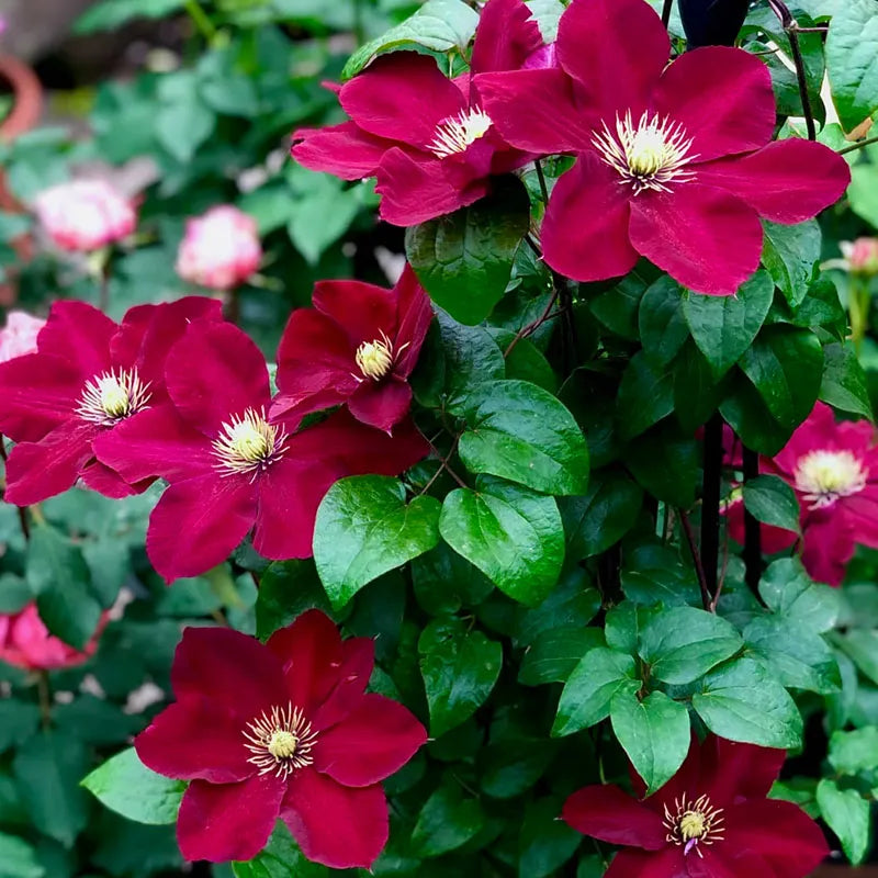 47 % RABATT🎉KLETTER-CLEMATIS-BLUME IN VERSCHIEDENEN FARBEN