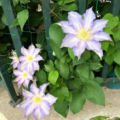 47 % RABATT🎉KLETTER-CLEMATIS-BLUME IN VERSCHIEDENEN FARBEN