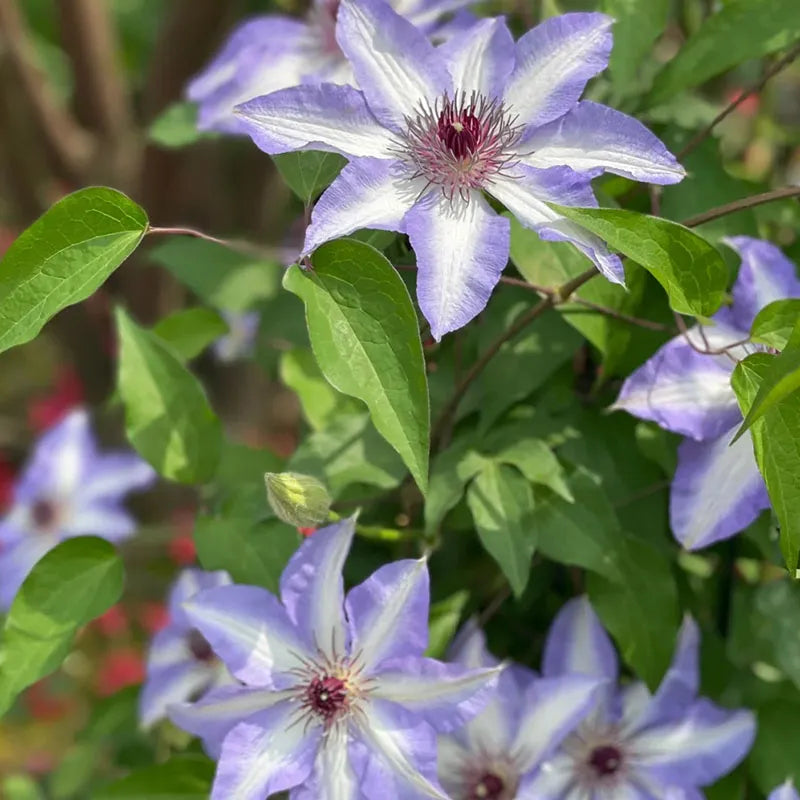 47 % RABATT🎉KLETTER-CLEMATIS-BLUME IN VERSCHIEDENEN FARBEN