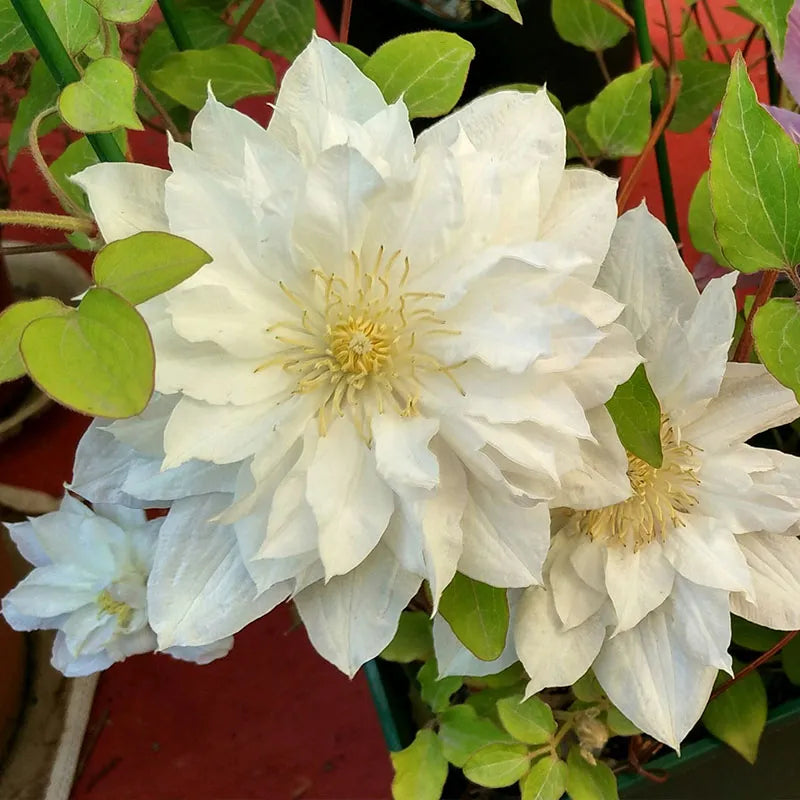 47 % RABATT🎉KLETTER-CLEMATIS-BLUME IN VERSCHIEDENEN FARBEN