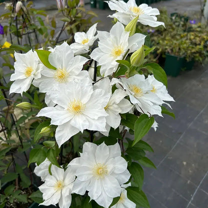 47 % RABATT🎉KLETTER-CLEMATIS-BLUME IN VERSCHIEDENEN FARBEN