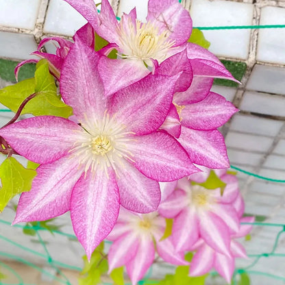 47 % RABATT🎉KLETTER-CLEMATIS-BLUME IN VERSCHIEDENEN FARBEN