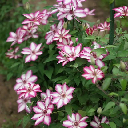 47 % RABATT🎉KLETTER-CLEMATIS-BLUME IN VERSCHIEDENEN FARBEN