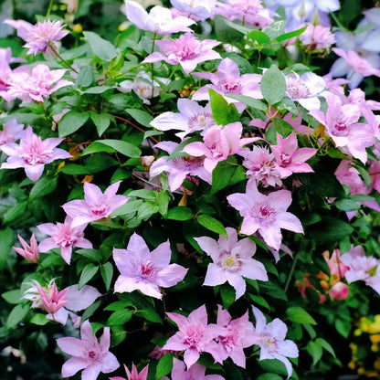 47 % RABATT🎉KLETTER-CLEMATIS-BLUME IN VERSCHIEDENEN FARBEN