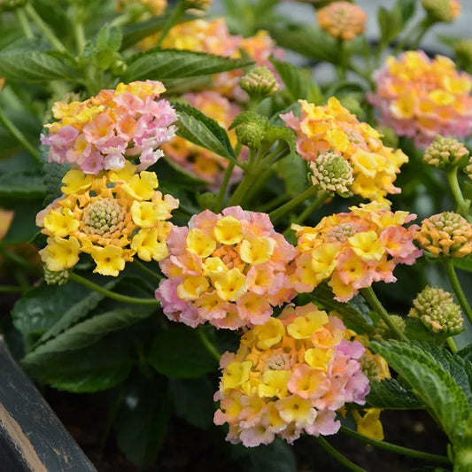 Lantana Calippo Vintage Blumenpflanzen