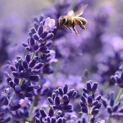 LAVENDEL KRÄUTERSAMEN