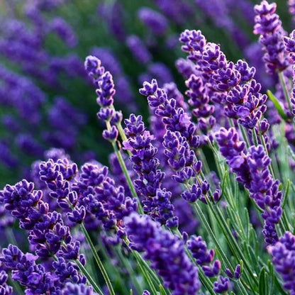 LAVENDEL KRÄUTERSAMEN