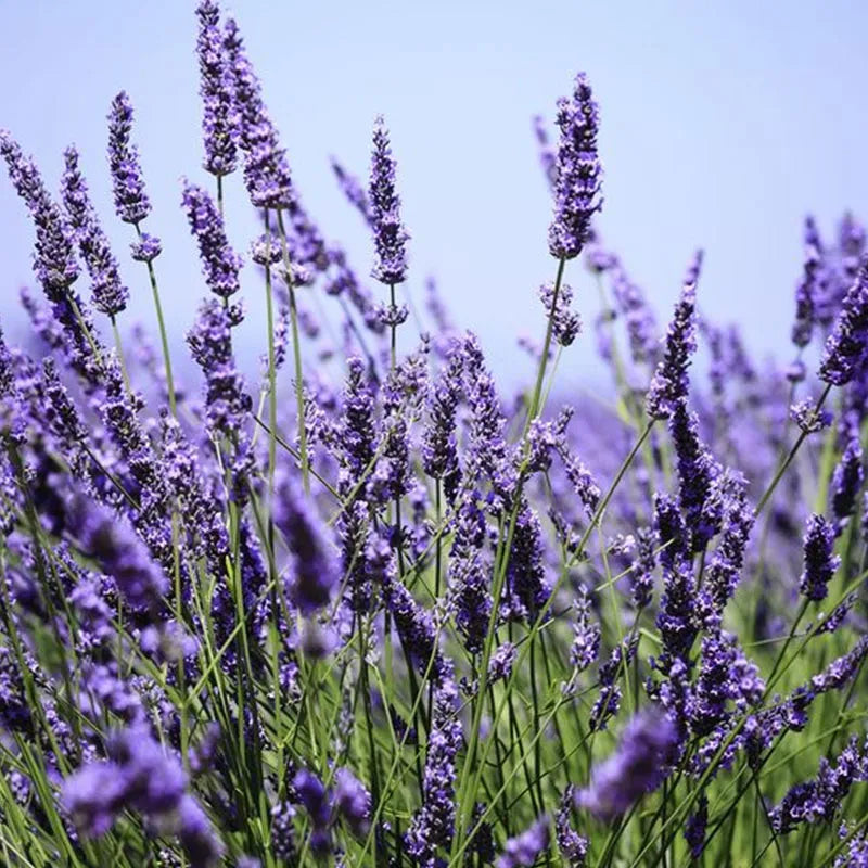 LAVENDEL KRÄUTERSAMEN