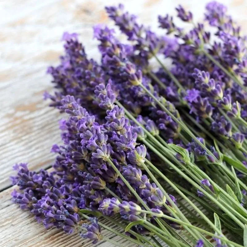 LAVENDEL KRÄUTERSAMEN