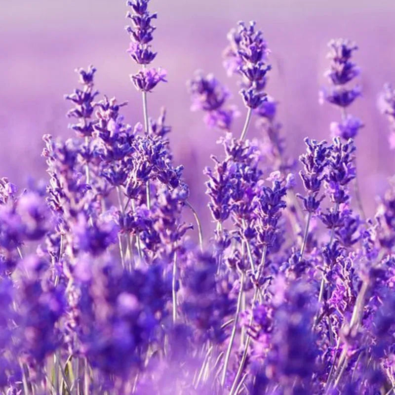 LAVENDEL KRÄUTERSAMEN