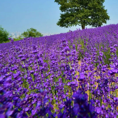 LAVENDEL KRÄUTERSAMEN