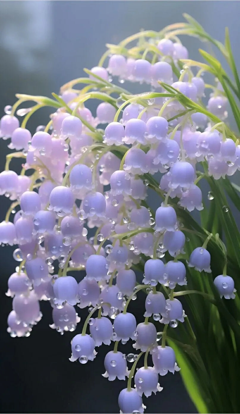 Maiglöckchen: Natürlich duftende Blumen