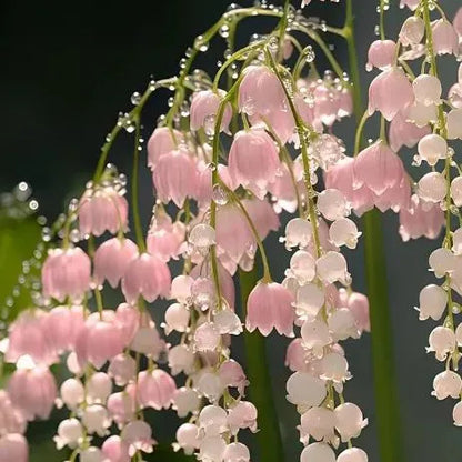 🔥Bestseller MAIGLÖCKCHENSAMEN | DUFTENDE BLUMEN