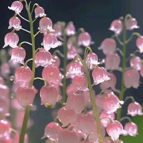 🔥Bestseller MAIGLÖCKCHENSAMEN | DUFTENDE BLUMEN