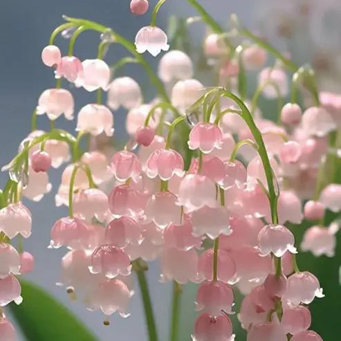 🔥Bestseller MAIGLÖCKCHENSAMEN | DUFTENDE BLUMEN