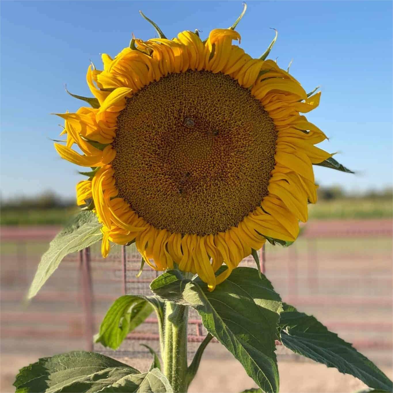 50 Stück Sonnenblumen-Miniatur – Desi-Blumensamen