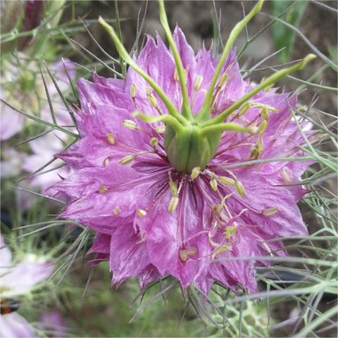 Nigella Miss Jekyll Mix Bio