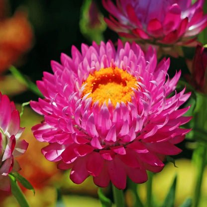 Gemischte Helichrysum-Samen - Dürretolerante einjährige Pflanze