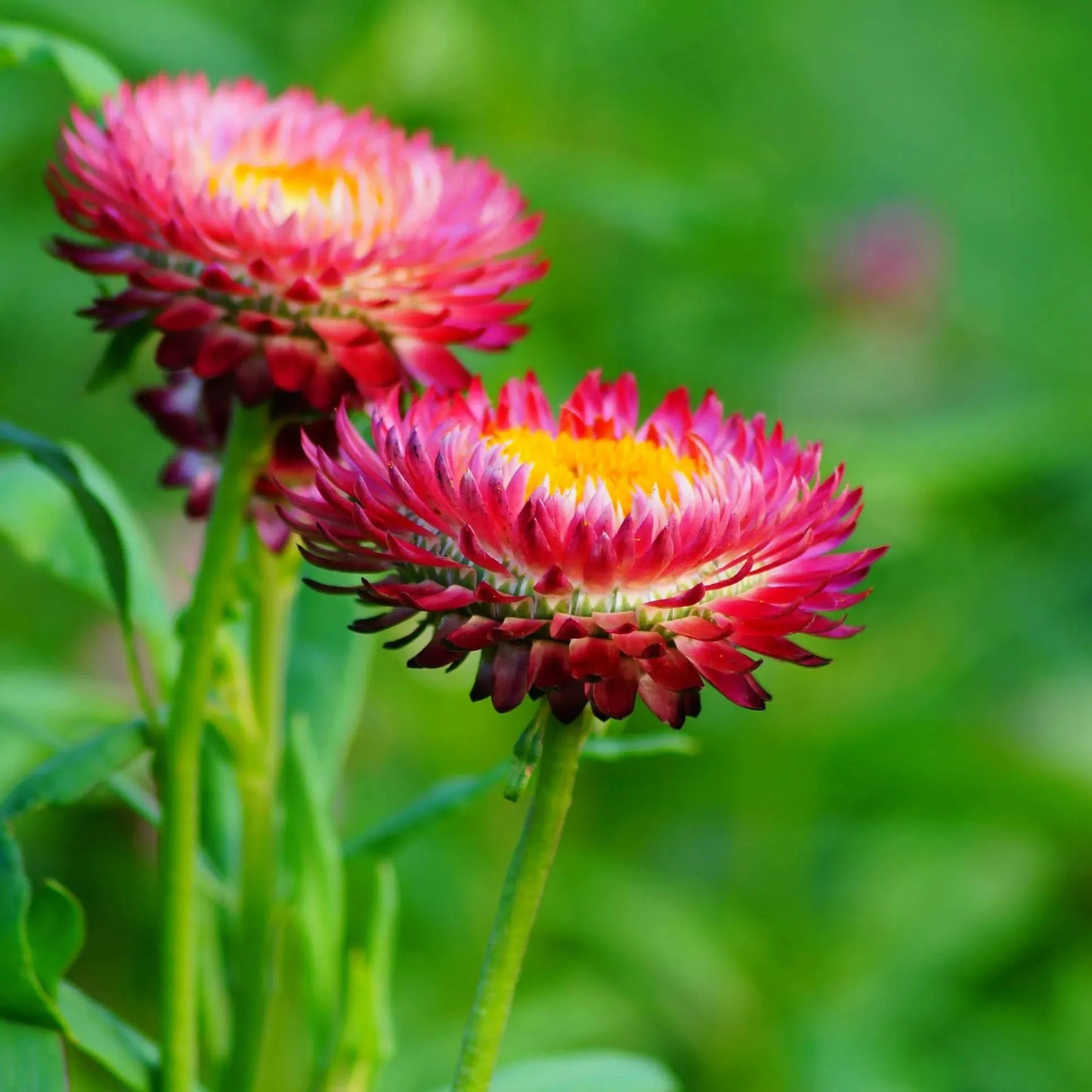 Gemischte Helichrysum-Samen - Dürretolerante einjährige Pflanze