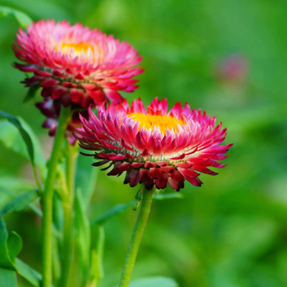 Gemischte Helichrysum-Samen - Dürretolerante einjährige Pflanze