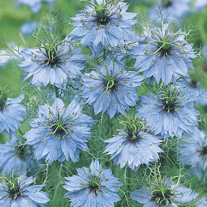 Nigella Miss Jekyll Mix Bio