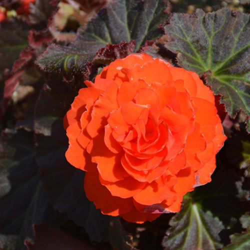 Orange Rosenprimula Samen 🌼